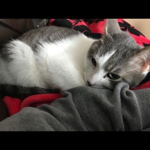 Meet your Posher, Anne